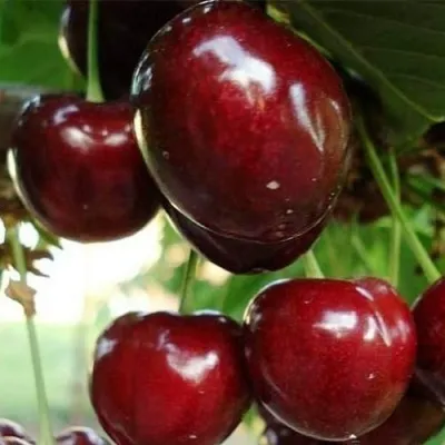 Черешня ЛАПИНС — описание сорта Черешня ЛАПИНС в Пскове