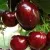 Черешня ЛАПИНС — описание сорта Черешня ЛАПИНС в Пскове