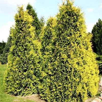 Туя САЛЛАНД западная в Пскове