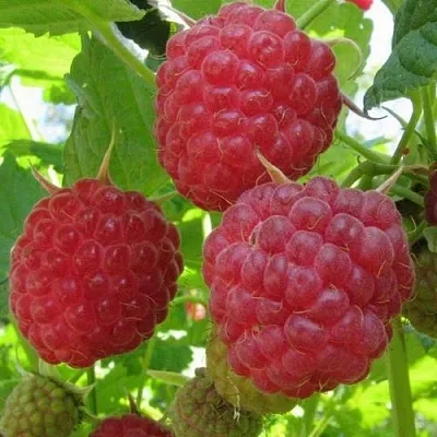 Малина НОВОСТЬ КУЗЬМИНА   Малина НОВОСТЬ КУЗЬМИНА  в Пскове