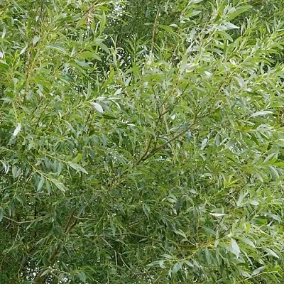 Ива ВИТЕЛЛИНА белая  в Пскове