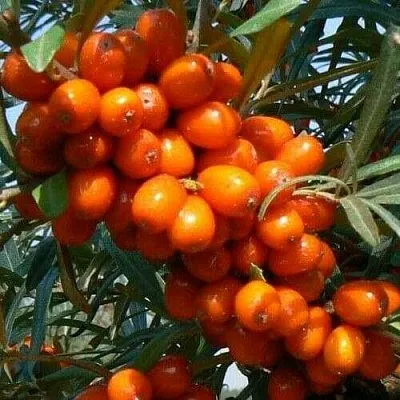 Облепиха ПЛАМЕННАЯ в Пскове