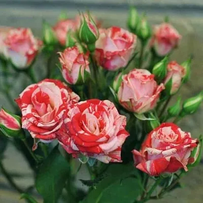 Миниатюрная Миниатюрная в Пскове