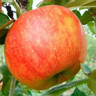 Яблоня ЦЕЛЕСТЕ  Яблоня ЦЕЛЕСТЕ в Пскове