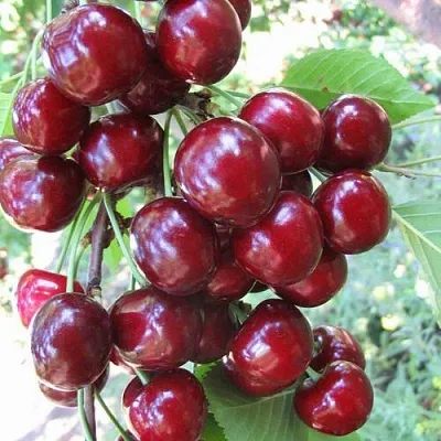 Черешня ОДРИНКА  Черешня ОДРИНКА в Пскове