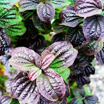 дерен КОМПРЕССА кроваво-красный  дерен КОМПРЕССА кроваво-красный в Пскове