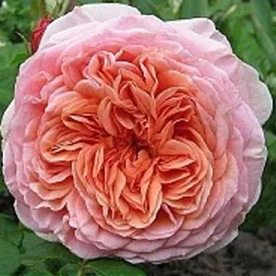 Саженцы роз АБРАХАМ ДЕРБИ английская в Пскове