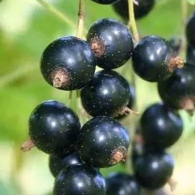 Смородина черная СТРЕЛЕЦ в Пскове