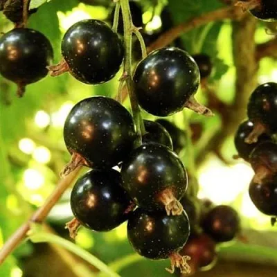 Смородина чёрная НАРА в Пскове