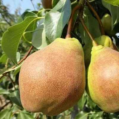 саженцы груши саженцы груши