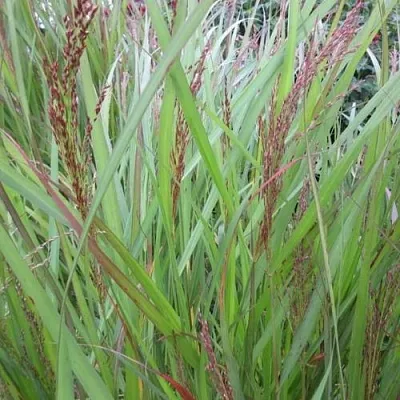 Просо ВЭРРИОР прутьевидное в Пскове