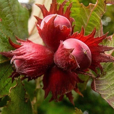 Фундук  Фундук в Пскове