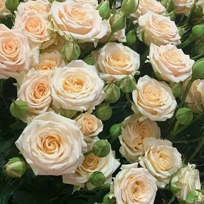 Саженцы роз ТАНЯ спрей в Пскове