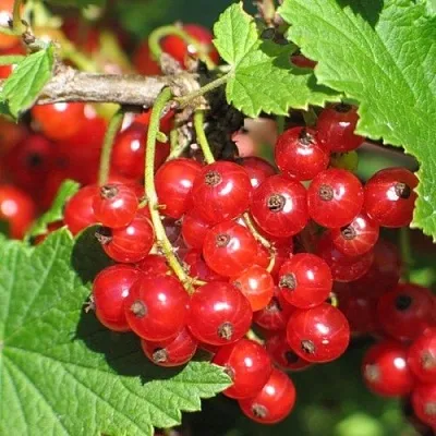 Смородина красная РАЧКОВСКАЯ в Пскове