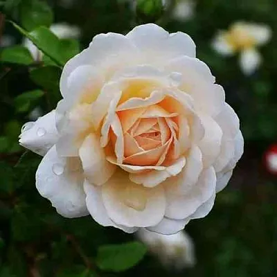 Саженцы роз КРОКУС РОУЗ английская в Пскове