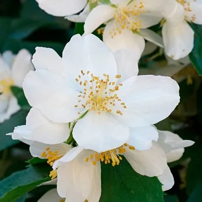 Жасмин ЮСТИНКА  Жасмин ЮСТИНКА в Пскове