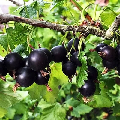 Йошта КРЫМСКАЯ  Йошта КРЫМСКАЯ в Пскове