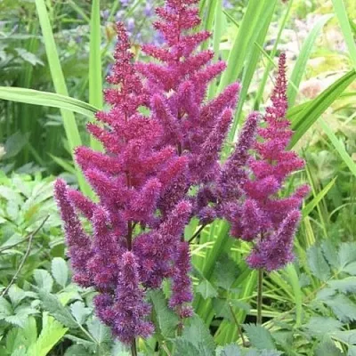 Астильба КАРАОКЕ ПАРТИ китайская  Астильба КАРАОКЕ ПАРТИ китайская в Пскове