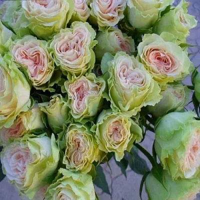 саженцы роз