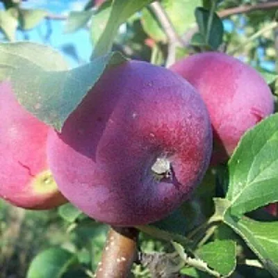 Яблоня СЕРЕБРЯНОЕ КОПЫТЦЕ  Яблоня СЕРЕБРЯНОЕ КОПЫТЦЕ в Пскове