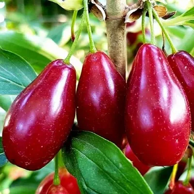 Кизил ВЛАДИМИРСКИЙ в Пскове