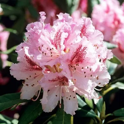 Рододендрон ЧИР  Рододендрон ЧИР в Пскове