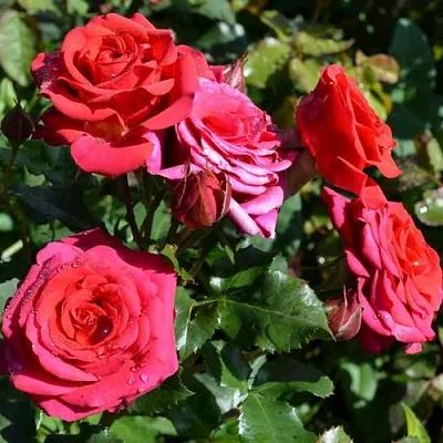 Саженцы роз МИРАБЕЛЬ спрей в Пскове
