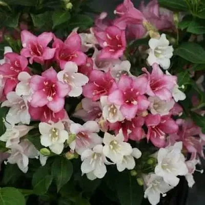 Вейгела КАРНАВАЛ  Вейгела КАРНАВАЛ в Пскове