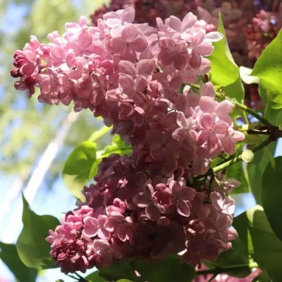 Сирень МЕДОВЫЙ СПАС  Сирень МЕДОВЫЙ СПАС в Пскове