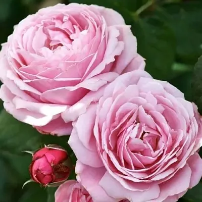 Саженцы роз ДИТЕР МЮЛЛЕР шраб в Пскове