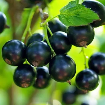 Смородина чёрная ВЕЛОЙ (ЛЕНИНГРАДСКАЯ СЛАДКАЯ) в Пскове