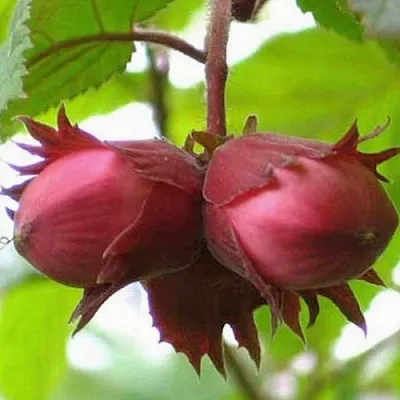 Фундук АЙВЕНГО  Фундук АЙВЕНГО в Пскове