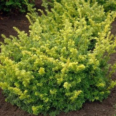 Тис ЭЛЕГАНТИССИМА ягодный в Пскове