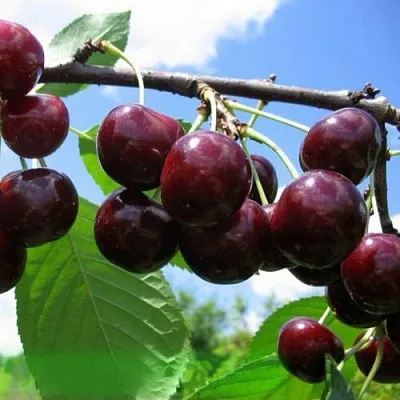 Дюк ЧУДО-ВИШНЯ в Пскове