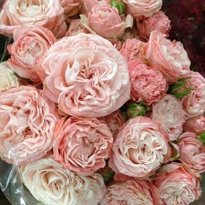 Саженцы роз МАДАМ БОМБАСТИК спрей  Саженцы роз МАДАМ БОМБАСТИК спрей в Пскове