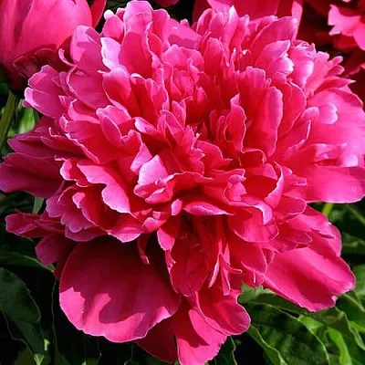 Пион ВИКТУАР ДЕ ЛА МАРН травянистый  Пион ВИКТУАР ДЕ ЛА МАРН травянистый в Пскове