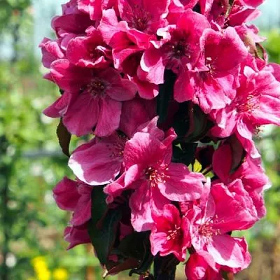 Яблоня МАЛИНОВОЕ ОЖЕРЕЛЬЕ колонновидная  Яблоня МАЛИНОВОЕ ОЖЕРЕЛЬЕ колонновидная в Пскове