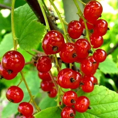 Смородина красная КОРАЛЛОВАЯ в Пскове