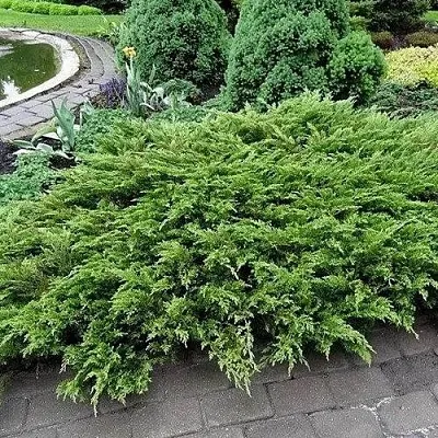 Можжевельник РОКЕРИ ДЖЕМ казацкий в Пскове