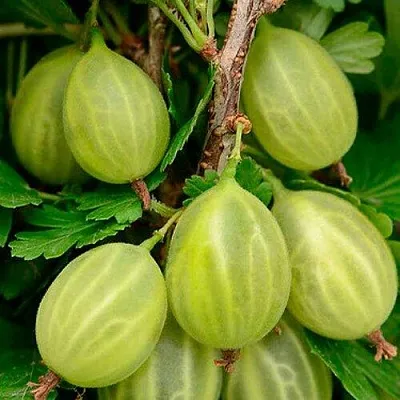 Крыжовник УРАЛЬСКИЙ ИЗУМРУД в Пскове