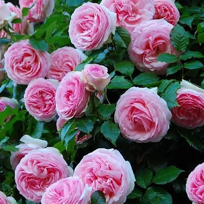 Саженцы роз ПЬЕР ДЕ РОНСАР плетистая  Саженцы роз ПЬЕР ДЕ РОНСАР плетистая в Пскове