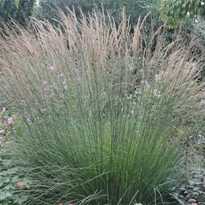 Молиния ХАЙДЕБРАУТ голубая в Пскове