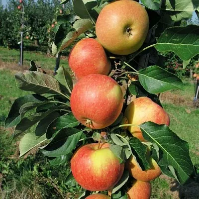Яблоня ВОСТОРГ колонновидная  Яблоня ВОСТОРГ колонновидная в Пскове