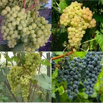 Комплект ВИНОГРАДНАЯ РАДУГА в Пскове