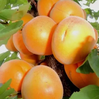 Абрикос ДЕСЕРТНЫЙ — описание сорта Абрикос ДЕСЕРТНЫЙ в Пскове