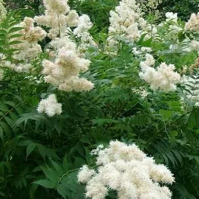 Рябинник рябинолистный  Рябинник рябинолистный в Пскове