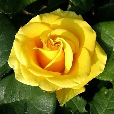 Саженцы роз ПАПИЛОН чайно-гибридная в Пскове