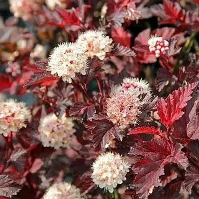 Пузыреплодник ЛЕДИ ИН РЕД  Пузыреплодник ЛЕДИ ИН РЕД в Пскове