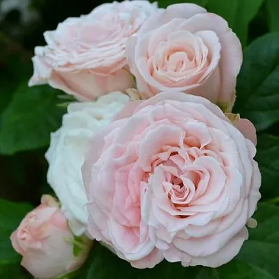 Саженцы роз БОМБАСТИК спрей в Пскове