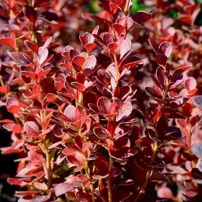 Барбарис ВУЛКАНО тунберга  Барбарис ВУЛКАНО тунберга в Пскове